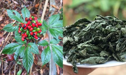 Loại lá 'đắt hơn vàng' với giá lên tới 150 triệu đồng/kg, chỉ có duy nhất ở Việt Nam