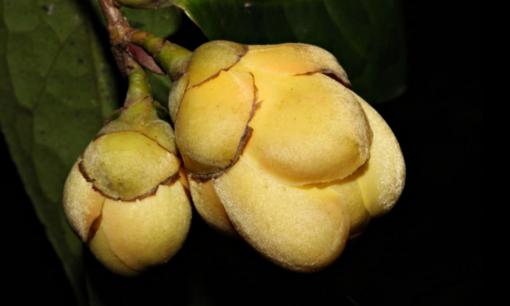 Tưởng tuyệt chủng, ai ngờ 4 loài thực vật quý hiếm này lại bất ngờ 'tái xuất' ở Việt Nam, có loài biến mất 100 năm mới thấy bóng dáng