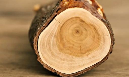 Loại gỗ trong thân chứa 'vàng thơm', giá 160 triệu đồng/kg: Luôn khan hiếm, đại gia nhiều tiền cũng không mua được