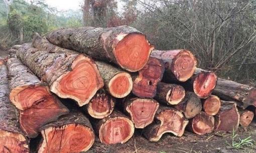 Việt Nam sở hữu loại gỗ được mệnh danh 'Vương mộc': Đắt ngang kim cương, 800 năm mới thu hoạch, giá lên đến 25 tỷ đồng