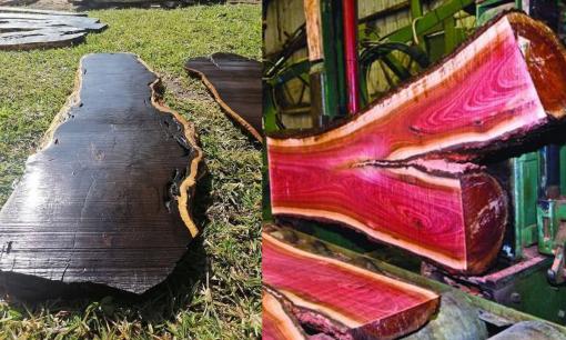 Loại gỗ đứng trước nguy cơ tuyệt chủng, quý hơn 'vàng 9999': Bán 1 tấm mua được căn chung cư