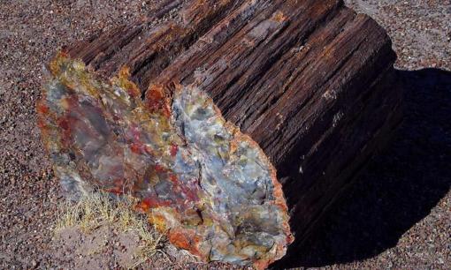 Cụ ông phát hiện cây gỗ hóa ngọc dài 30m trong lúc làm ruộng: Chuyên gia định giá hàng trăm tỷ đồng