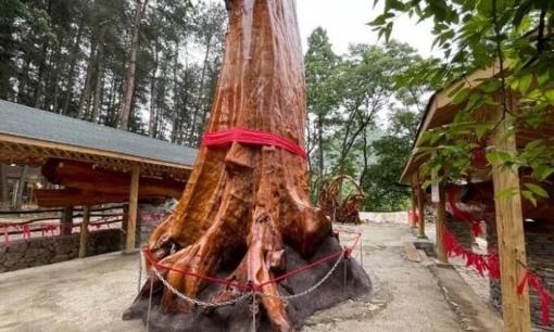 Cây gỗ 4.300 năm tuổi quý như 'kho vàng', được trả giá gần 1 nghìn tỷ vẫn không bán