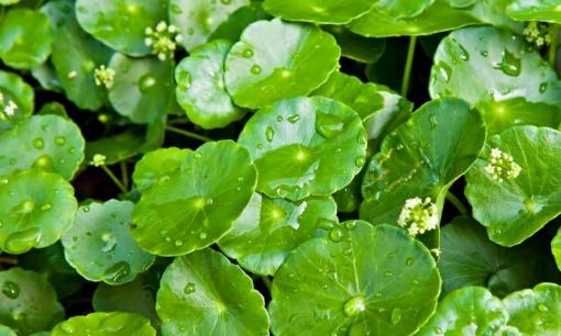 Nghề lạ ở Việt Nam: Cây dại mọc bờ rào giờ thành đặc sản nức tiếng, chỉ 2 tháng là thu hoạch, người dân thi nhau đổi đời