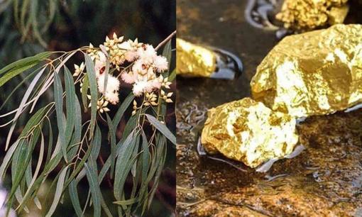 Loại cây có lá chứa vàng thật được trồng bạt ngàn tại Việt Nam, cứ cô đặc lá là ra vàng?