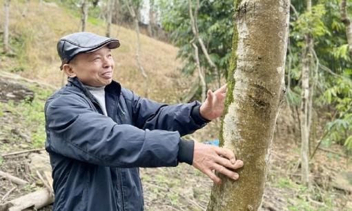 Người đàn ông Việt trồng hơn 600 cây gỗ quý hiếm, được mệnh danh là 'báu vật tiền tỷ'