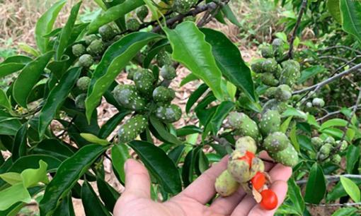 Loại cây gia vị của Việt Nam được ví như 'vàng ròng': Có thời điểm giá 600.000 đồng/kg hạt, giới sành ăn không tiếc tiền mua