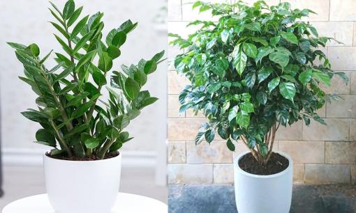 5 loại cây người giàu rất thích trồng, càng nở hoa càng phát lộc, người nghèo lại cứ chăm chăm vứt bỏ