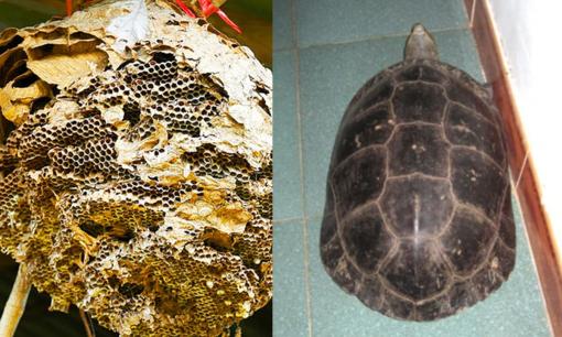 4 loài vật bất ngờ xông vào nhà trong tháng 7 âm: Điềm báo vàng rơi vào túi, tiền chật két, cả họ ngẩng cao đầu