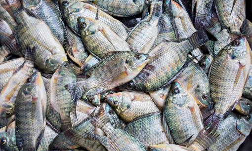 4 loại cá giàu canxi, Omega-3, giá rẻ hơn cá hồi, gặp ngoài chợ phải mua ngay