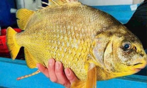 Loài cá từng là đặc sản giá 2 triệu/kg, nay lọt vào danh sách cấm khai thác khiến dân sành ăn tiếc hùi hụi
