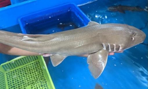 Loài cá xưa không ai ngó ngàng, giờ phơi khô bán 500.000 đồng/kg, được săn lùng để đãi khách quý