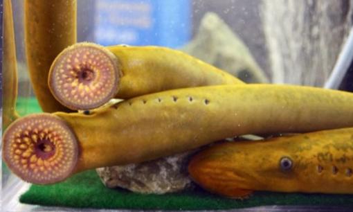 Loài cá từng bị gọi là 'quái vật' khiến ngư dân khiếp vía, nay trở thành đặc sản đắt đỏ được thực khách mê mẩn