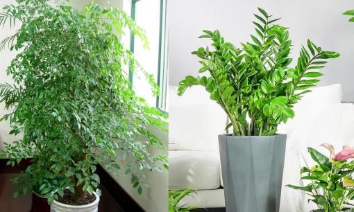 'Nghèo thì trồng cỏ, giàu thì trồng cây.' 5 loại cây này sẽ tô điểm thêm vẻ sang trọng cho phòng khách nhà bạn. Càng trồng nhiều, bạn càng giàu có