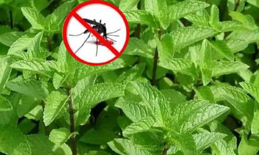 5 loài hoa muỗi ghét nhất, trồng 1 chậu trong nhà, muỗi sẽ không dám bén mảng đến