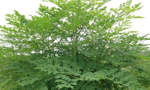 Cây mọc dại ở Việt Nam lại là ‘kho báu’ được thế giới ví như ‘vàng xanh’: Chứa 2 hợp chất đặc biệt chống ung thư