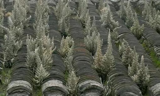 Cây ‘tử thần’ cực độc mọc trên mái nhà, có người liều hái bán đổi đời chỉ sau 1 đêm