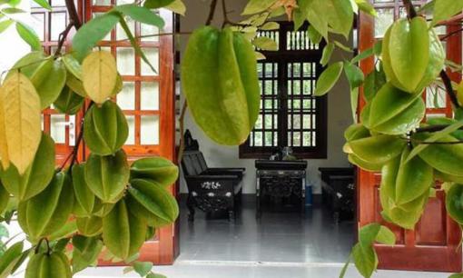 Tổ tiên: Có nên trồng cây khế trước nhà không? Vị trí nào đẹp nhất để trồng khế?