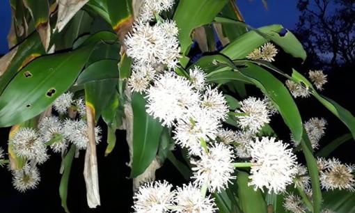 Tổ tiên: '6 cây này nở hoa, dù không giàu cũng sẽ giàu'! Đó là?