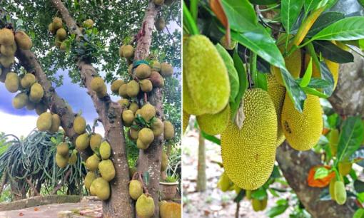 Người xưa dặn: 'Mít không nên trồng trước nhà, đặc biệt người kinh doanh buôn bán càng phải tránh xa', vì sao?