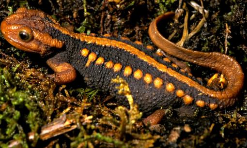 Phát hiện một loài động vật ở độ cao kỷ lục 1.800m: Cực kỳ quý hiếm chỉ có ở vùng núi Việt Nam, hình dáng lạ chưa từng thấy