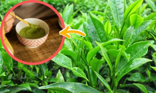 Nhật Bản sở hữu 'kho báu xanh' gây sốt toàn cầu: Giá tăng theo cấp số nhân, giới sành ăn liên tục săn lùng từng gram nhưng 'không có mà mua'