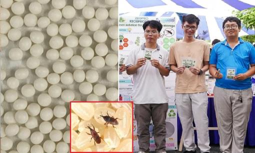 Sinh viên Bách khoa chế thành công hạt tinh dầu có thể diệt mọt gạo trong 1 ngày
