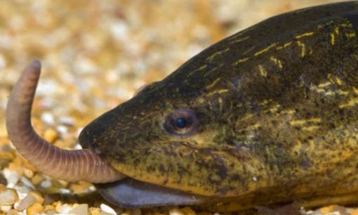 Loài xâm lấn châu Á khiến giới chức Mỹ lo ngại: Sống tới 10 năm, đẻ hàng trăm trứng, ở Việt Nam lại là đặc sản