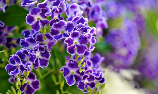 'Vua hương thơm' nở hoa rực rỡ 300 ngày mỗi năm, chỉ nghỉ ngơi đôi ba tháng, dễ chăm hơn hoa giấy, trồng là rước tài lộc, may mắn