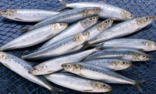 Loại cá rẻ hơn cá hồi, cá ngừ nhiều lần nhưng nhiều dưỡng chất không kém, được ví như 'thuốc bổ từ biển'