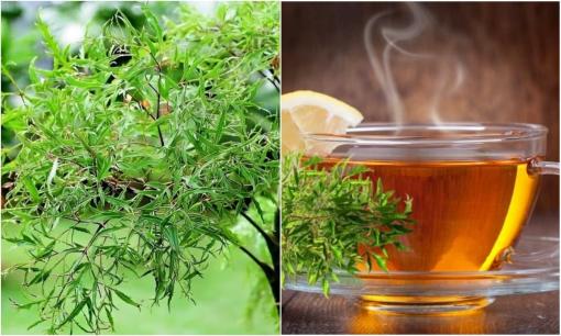 Uống nước đinh lăng nên dùng lá khô hay tươi mới tốt hơn cho sức khỏe?