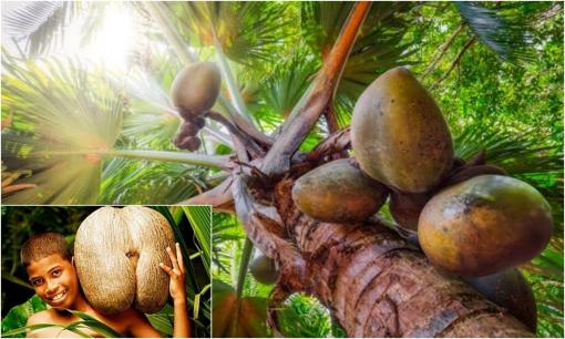 Loại hạt lớn nhất hành tinh, giá hơn 71 triệu đồng/hạt, nằm trong Sách đỏ thế giới, đang đối mặt nguy cơ tuyệt chủng