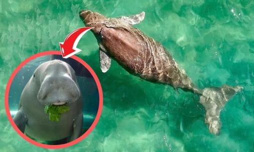 “Nàng tiên cá” cực kỳ quý hiếm của Việt Nam: Nằm trong Sách Đỏ thế giới, được bảo vệ nghiêm ngặt, số lượng chỉ còn vài chục cá thể