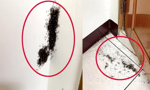 Nhà bạn bỗng dưng xuất hiện rất nhiều kiến? Phong thủy gợi ý 4 dấu hiệu bạn nên biết. Đừng xem nhẹ nhé