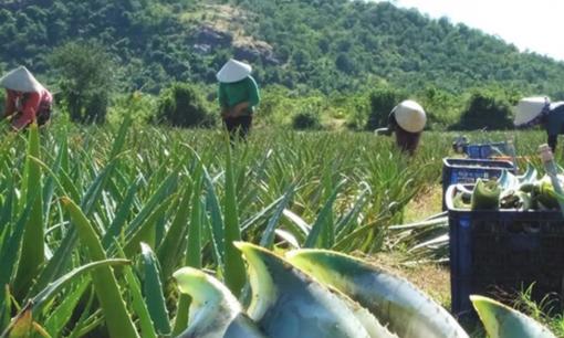 Loại cây biến cát nóng thành 'vàng xanh', giúp người nông dân đổi đời, xuất khẩu hơn 20 nước