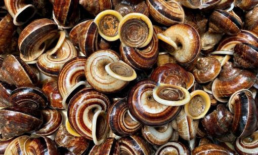 'Lộc trời' chui ra từ hốc đá là đặc sản cực hiếm ở Hòa Bình, bán đắt như 'tôm tươi', có tiền cũng chưa chắc mua được