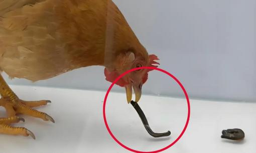 Nếu gà ăn phải đỉa, đỉa có ký sinh trong ruột và dạ dày gà, hút máu trong cơ thể gà trong thời gian dài không?