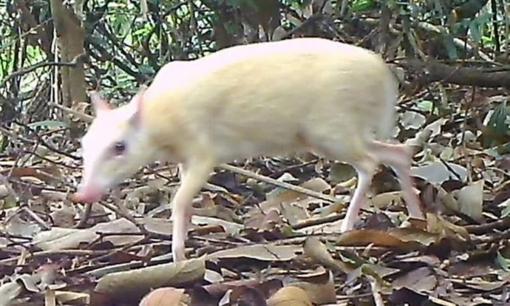 Việt Nam ghi nhận cá thể bạch tạng quý hiếm, nằm trong Sách Đỏ, được xem là “báu vật sống” của rừng