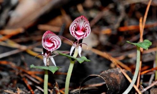 Phát hiện 'kho báu độc lạ' trên đỉnh Hoàng Liên Sơn khiến giới nghiên cứu kinh ngạc