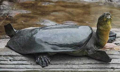 Theo quan niệm dân gian, những con vật tâm linh này không nên giết lại càng không được ăn vì quả báo rất nặng