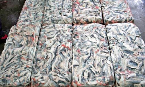 Từ phế phẩm chăn nuôi đến 'mỏ vàng' tỷ đô của thế giới, loại cá này chinh phục thị trường toàn cầu, giá cả triệu đồng/kg