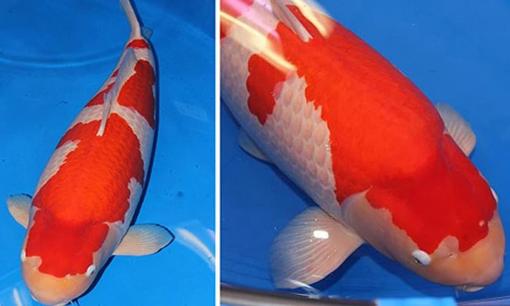 Cận cảnh con cá Koi được bán với giá 47 tỷ đồng, hé lộ lý do vì sao lại đắt đỏ đến thế?