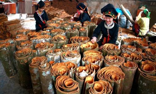 Cây gỗ quý ở Việt Nam được mệnh danh là 'vàng xanh', khiến Mỹ và nhiều quốc gia lùng mua, từ vỏ đến lá đều 'hái ra tiền'