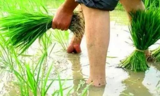 Có câu nói: 'Người may mắn thì chân nhiều lông, người kém may mắn chân không có lông”, nghĩa là gì?'