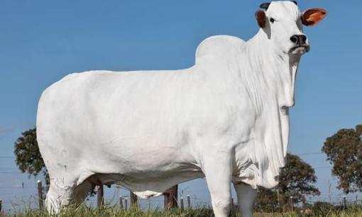 Con bò đắt nhất thế giới có giá lên tới 105 tỷ đồng có gì đặc biệt?