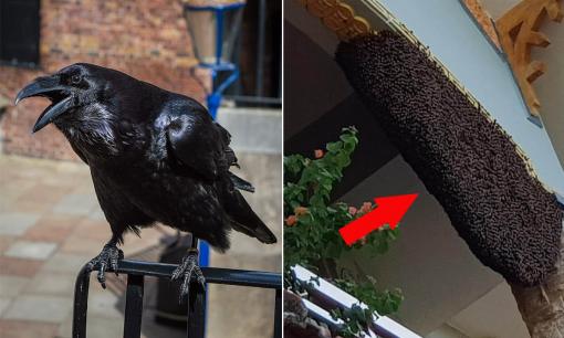 4 con vật dẫn vận xui vào nhà, đi tới đâu mang đen đủi tới đó, gia chủ coi chừng họa sát thân rình rập