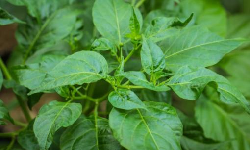 Một loại lá mọc đầy ở Việt Nam, là 'nhân sâm cho người nghèo', giàu dinh dưỡng hơn cả sữa nhưng ít ai biết mà ăn