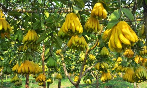 5 loại cây nhà giàu rất thích trồng trong sân, người xưa ví như 'chôn vàng'