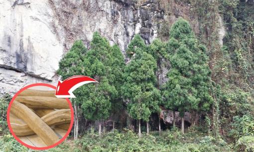 'Báu vật' xuất hiện ở vùng núi đá Lạng Sơn, được mệnh danh là 'vương mộc', thế giới chỉ Việt Nam có