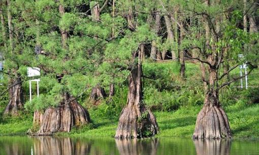 “Báu vật” quý hiếm bậc nhất thế giới của Việt Nam đang đứng trước nguy cơ tuyệt chủng vĩnh viễn